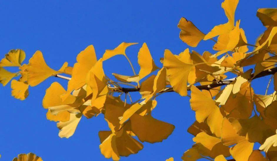 Extrait de Ginkgo Biloba : l'élixir ancien pour la santé moderne