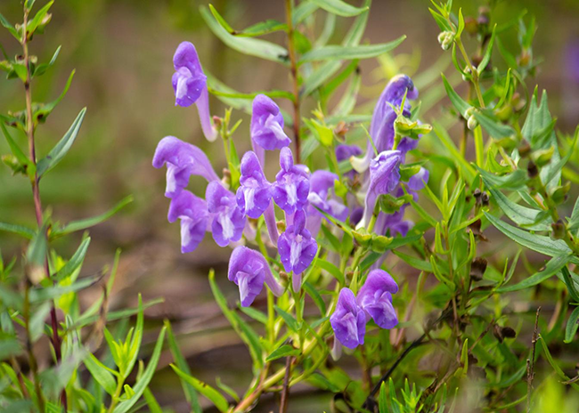 Poteri terapeutici di Baicalin: scoprire il potere miracoloso di questo composto naturale