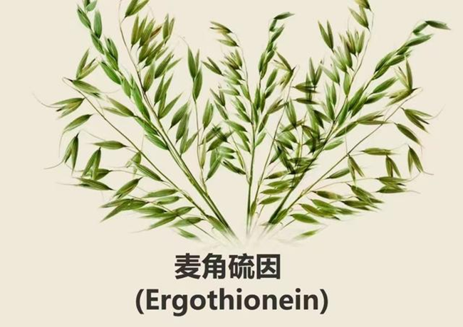 Ergothionein: Das natürliche Antioxidans, das für Gesundheit und Wohlbefinden sorgt