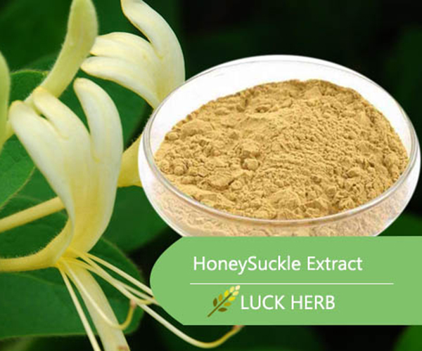 Honeysuckle Extract: Nature's Remedy for Better Health