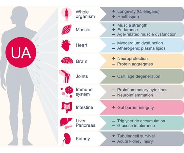 Mastering Your Health with Urolithin A: Science-Backed Benefits