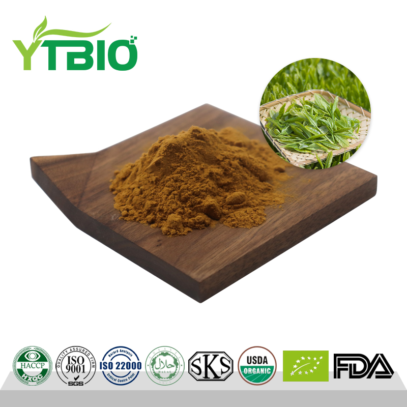 Green Tea Extract Tea Polyphenol Powder