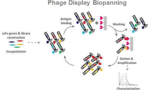 Antibody Affinity Maturation - Alpha Lifetech