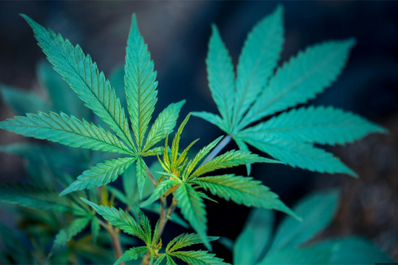 The Marijuana Industry in the United States2