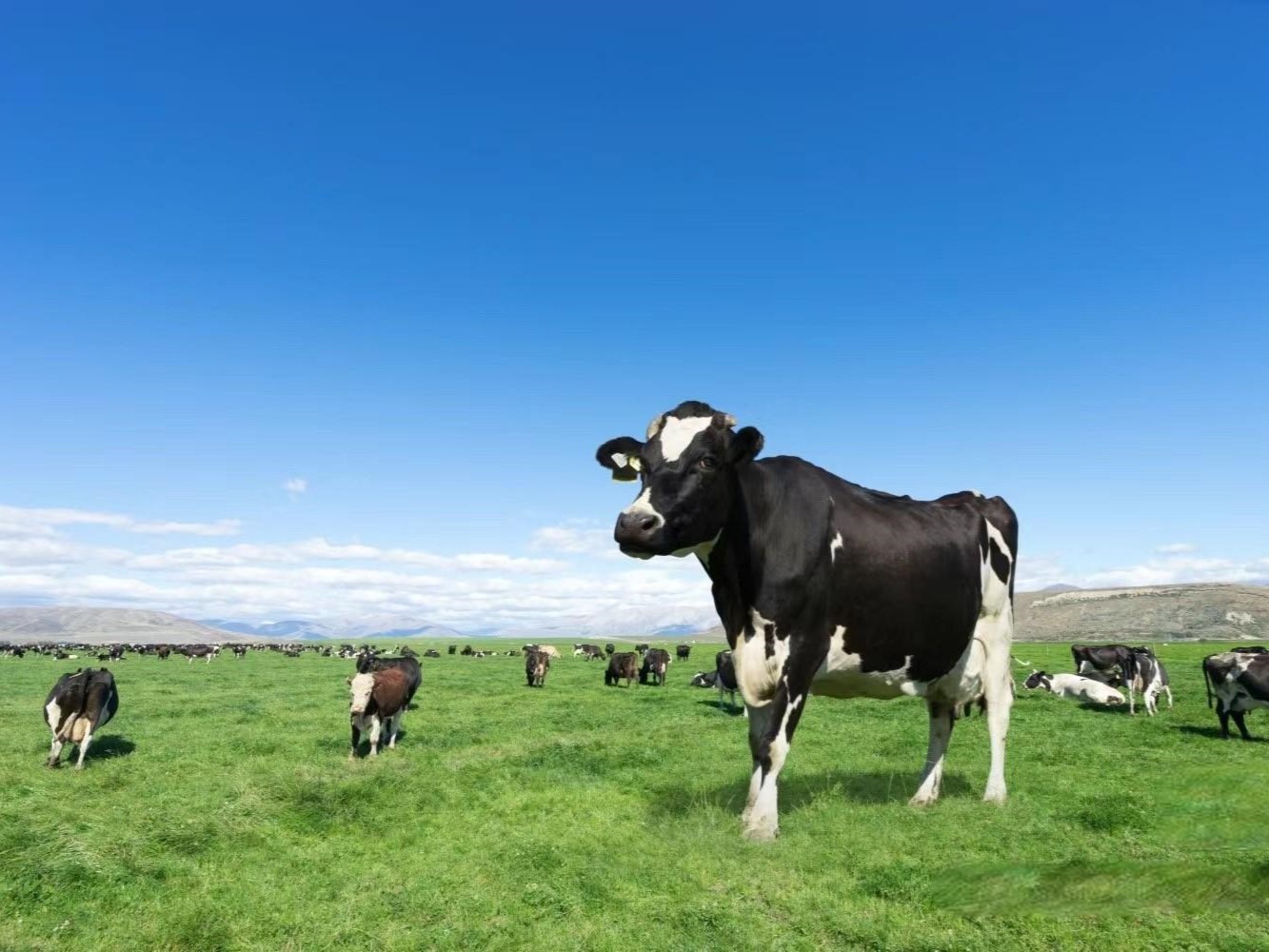 Newly Upgraded Coated Slow-Release Feed Additives Ammonium Chloride 