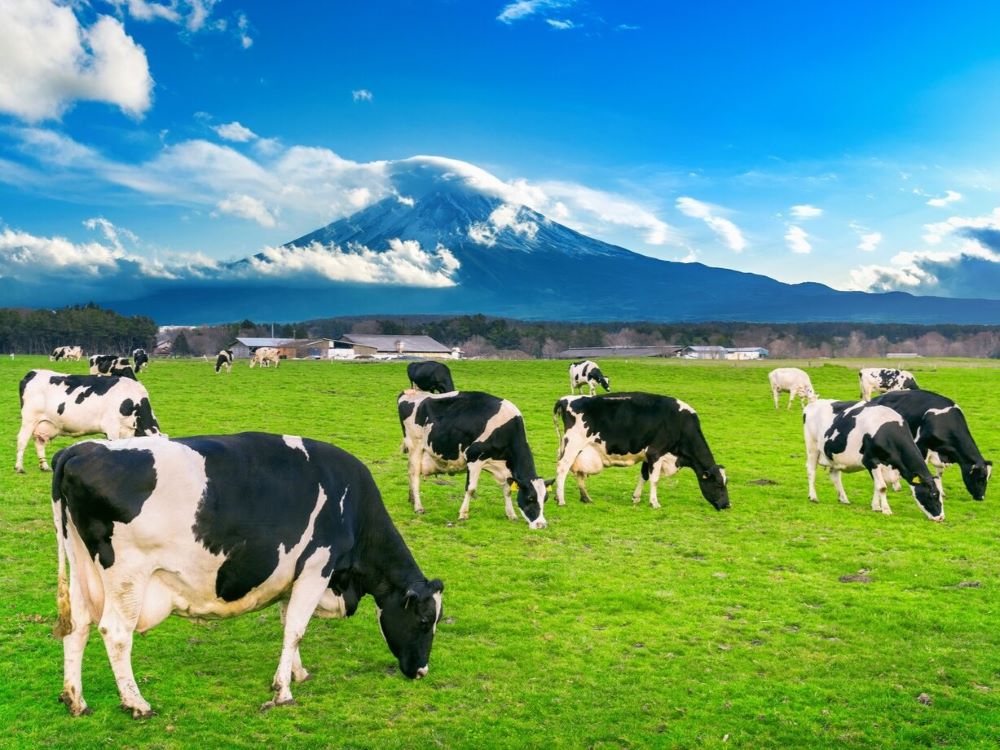 97% Feed grade Ammonium Chloride for Mixed Animal Feed Additives specifically used for cattle and sheep4