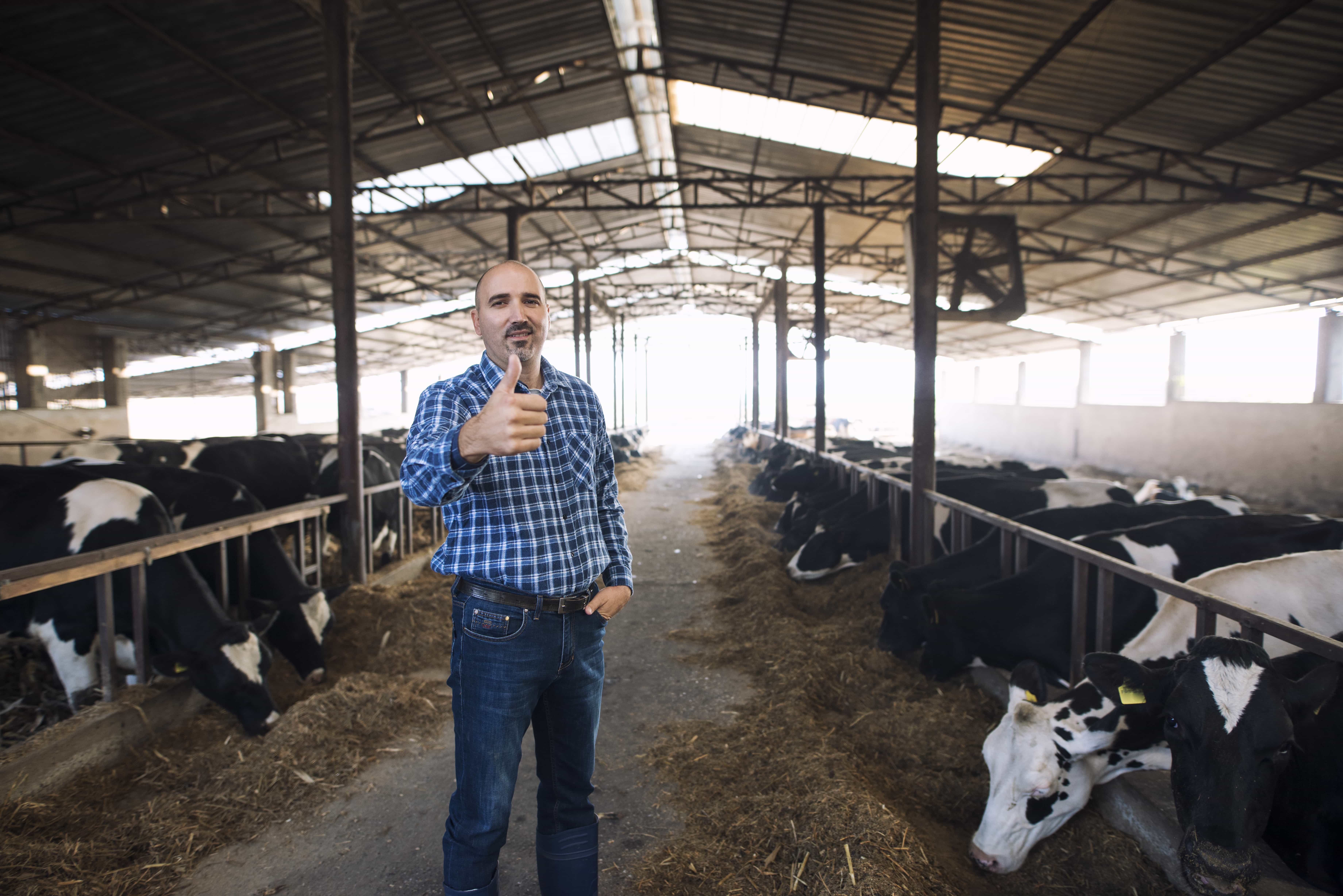 2Feed additives-cow-bulls
