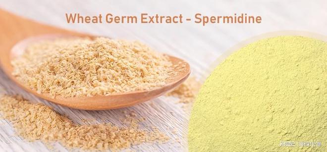 spermidine antioxidant