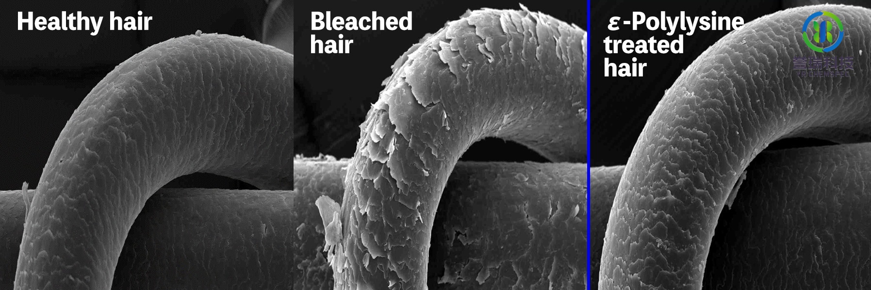 内容插图ε-polylysine--3