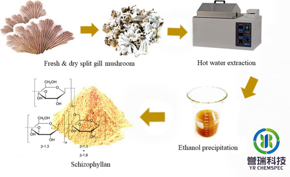 内容插图-Schizophyllan2