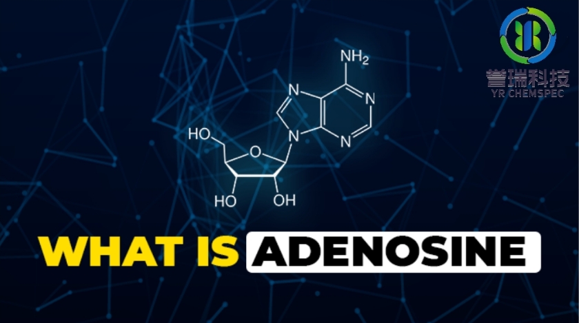 内容插图-Adenosine 1