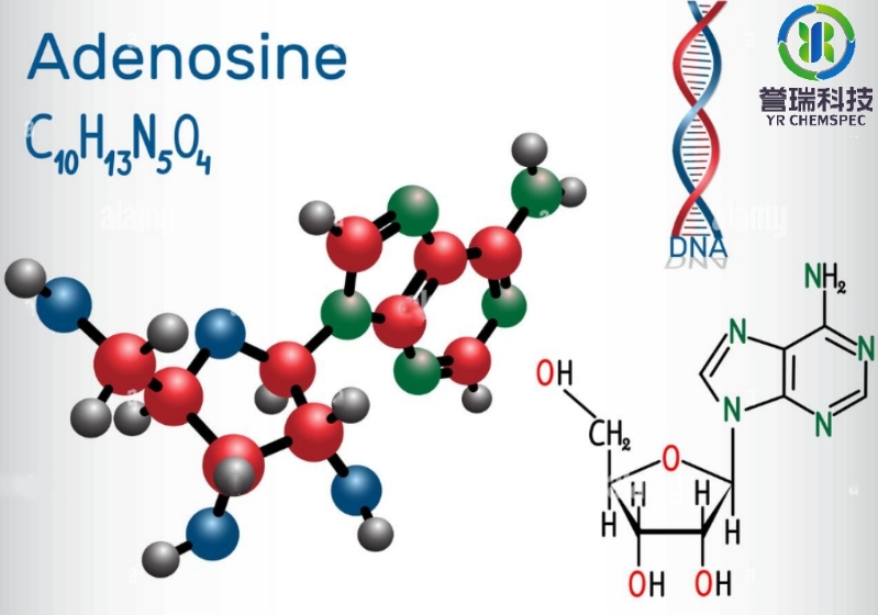 内容插图-Adenosine 2