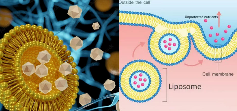 콘텐츠 일러스트레이션 - 재조합형 III형 콜라겐 액상 원료(SSE-Lipo)-1