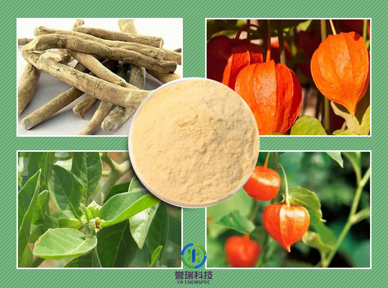 内容插图1-Debittered Ashwagandha Extract脱苦醉茄提取物