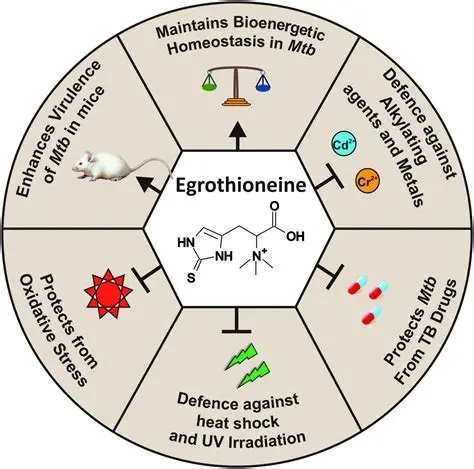 Ergothioneine 1