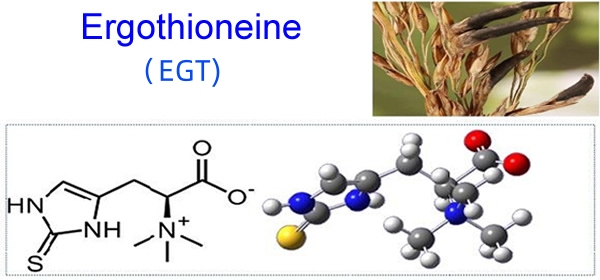 Ergothioneine 3