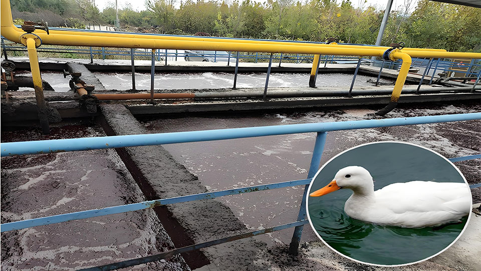 Solusi Limbah Lanjut kanggo Rumah Potong Bebek