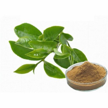 Green Tea Extract CAS No.: 84650-60-2