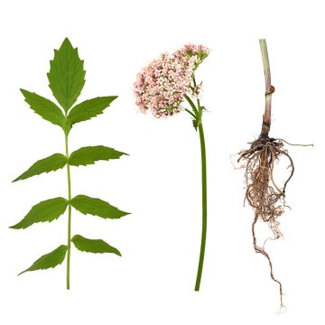 Valerian Extract CAS No.: 8057-49-6