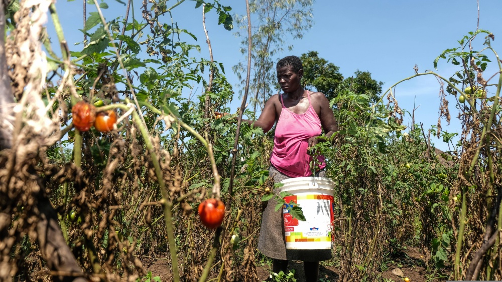 Global Standards Resonate with Grassroots Practices: DC Solar Submersible Pumps Redefine Energy Equity