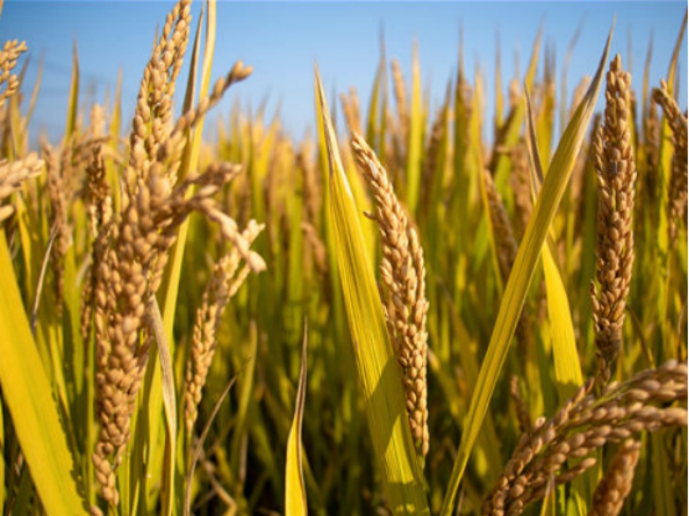 Reference table of average daily water demand for various crops