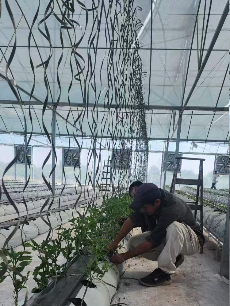 Greenhouse 2-2