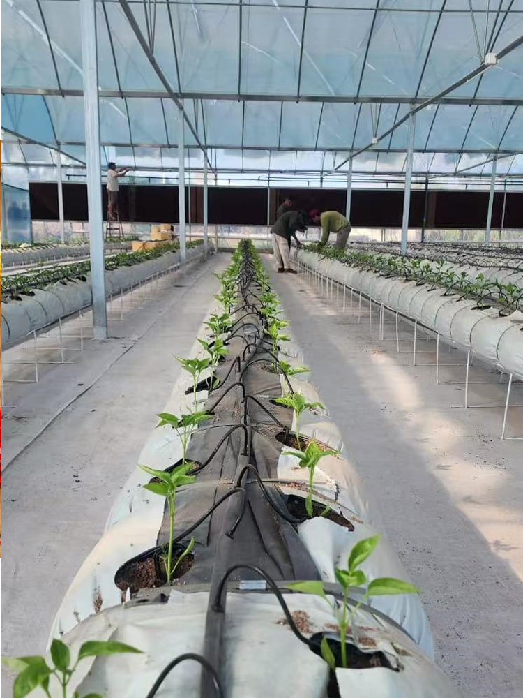 Greenhouse 2