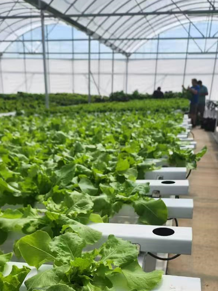 Greenhouse1