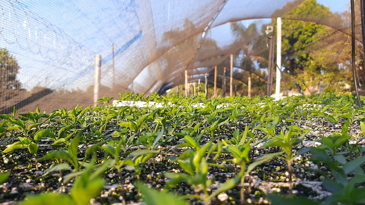 How to Design an Efficient Greenhouse Layout for Maximum Plant Growth