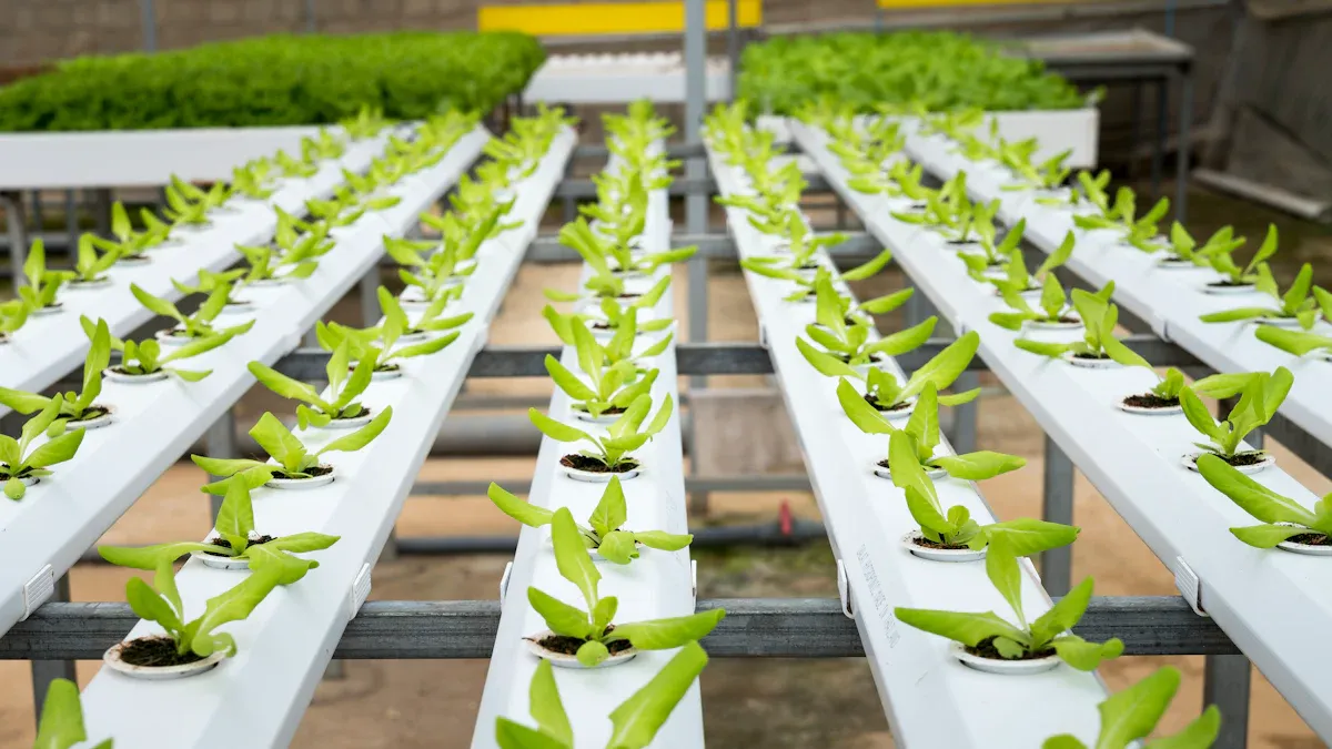NFT Hydroponics vs. Deep Water Culture for Leafy Green Production