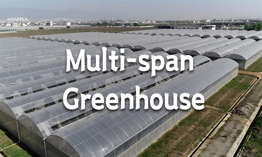 Multi-span Greenhouse