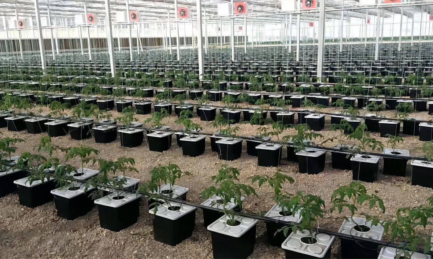 Dutch Bucket System: Sustainable Agriculture Solutions