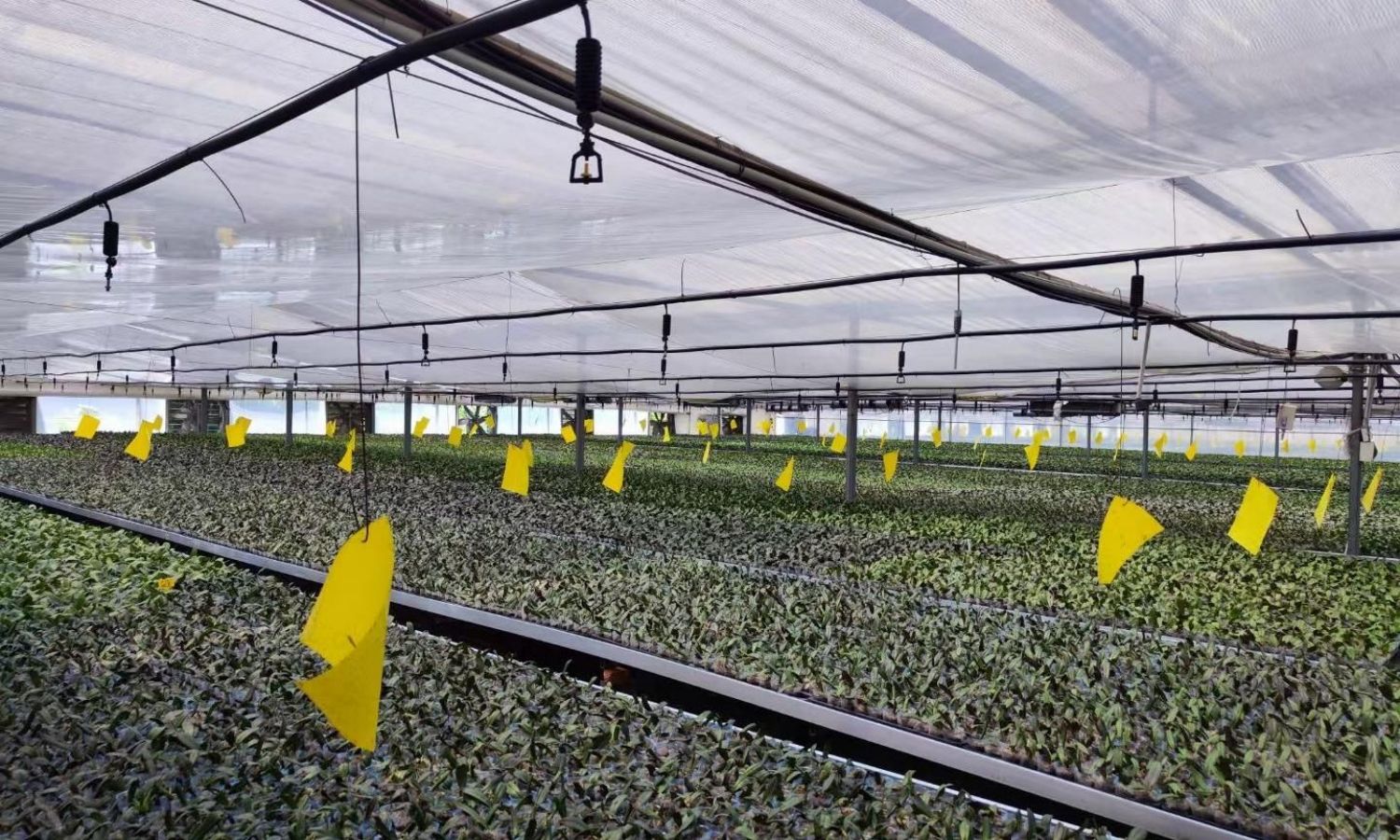 Irrigation Systems: Essential Tools for Effective Water Management