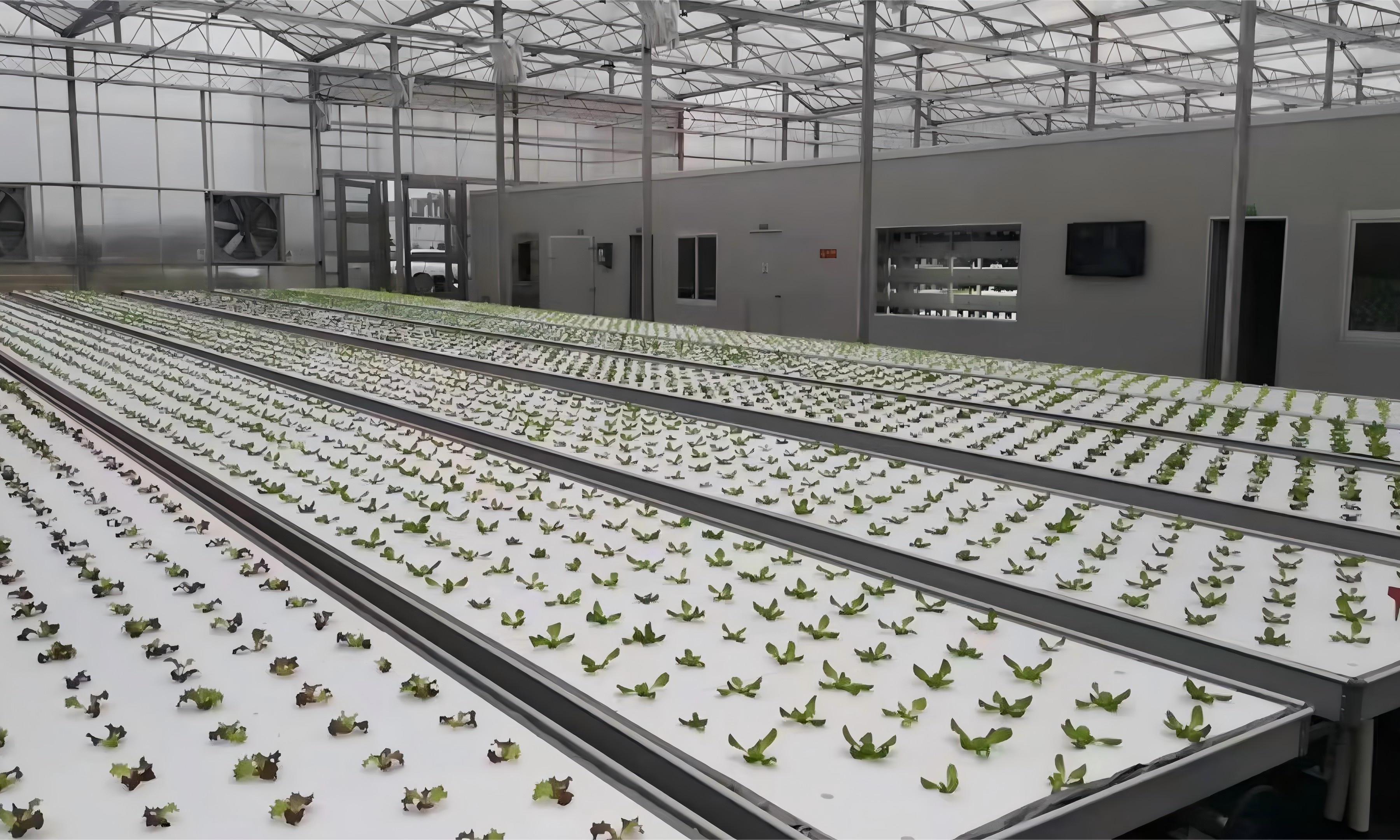 Raft Hydroponic Systems: A Cost-Effective Growing Solution