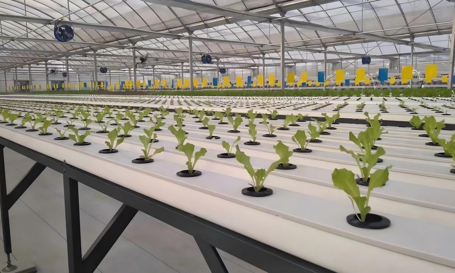 Revolutionary Black and White Hydroponic Channels