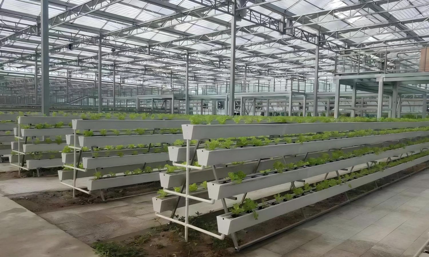 Substrate Cultivation Systems: Enhancing Yields for Delicious Harvests