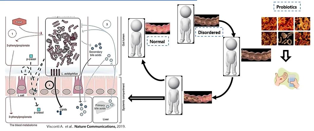 The Crucial Role of Probiotics in the Prevention and Management of Diabetes, Part 2