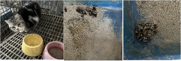 BA-C53 improves diarrhea and soft stools in pets