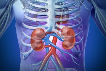 Kidney Health/Probiotics Premix/ZC-KID