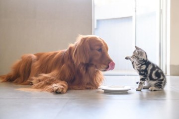 Pet Gut Health Probiotic Solution