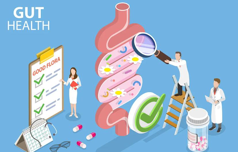 The Gut: The Health Center of the Human Body