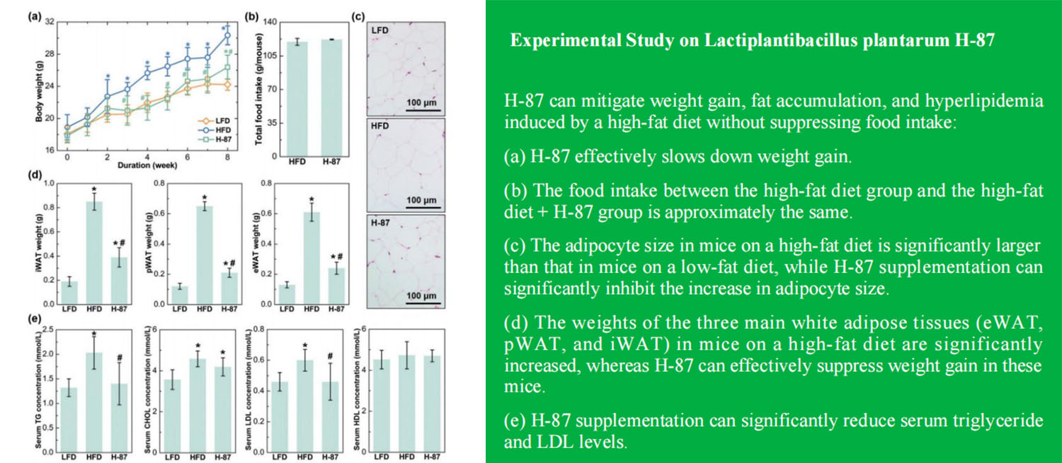 H-87 inhibits the enlargement of adipocytes and reduces body fat