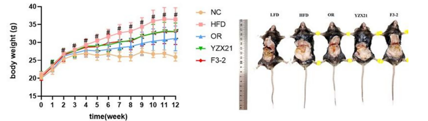Lactiplantibacillus plantarum F3-2 showed significant improvement in body fat