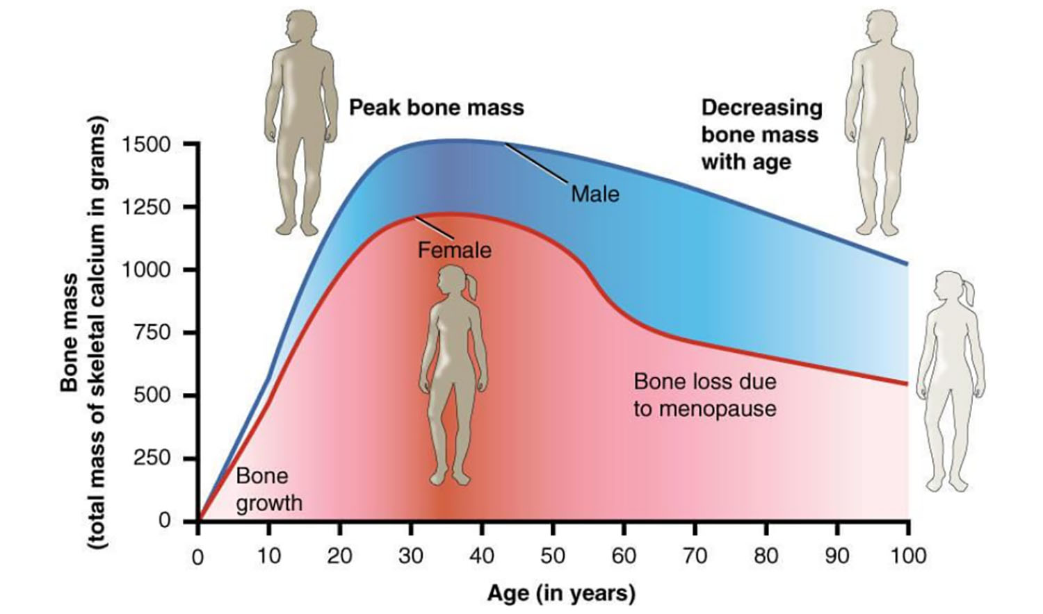 Bone Health
