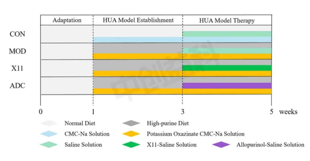 The gut microbiota aids in uric acid metabolism