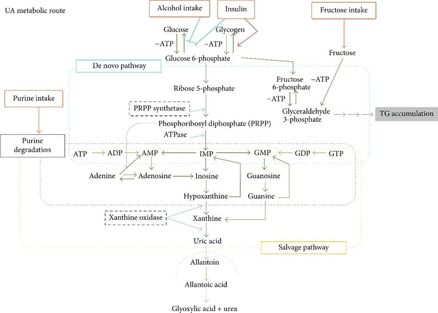 About Gout (1).png