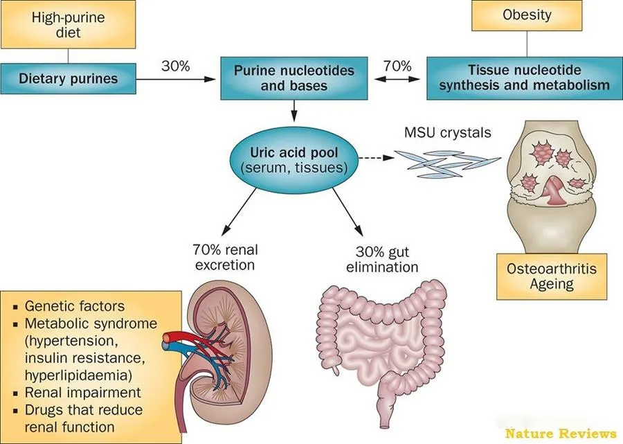 About Gout (3).png