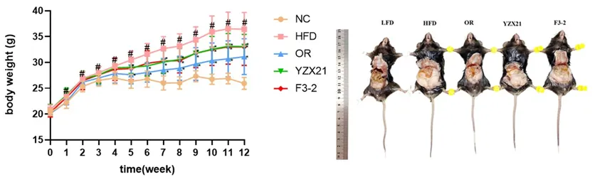 Regulating visceral fat through gut microbiota (1)