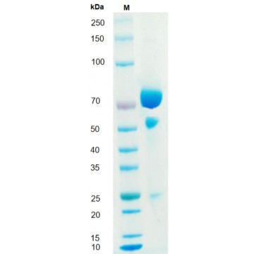 Anti-Human CD28 mAb GMP-TL102 Induces T cell differentiation and proliferation
