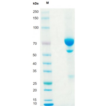 GMP-TL502 Anti-Human CD52 mAb T cell activation and expansion